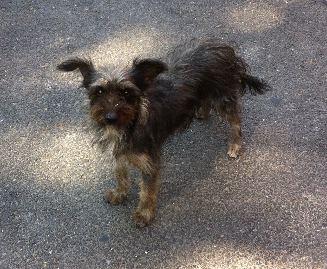 Hund