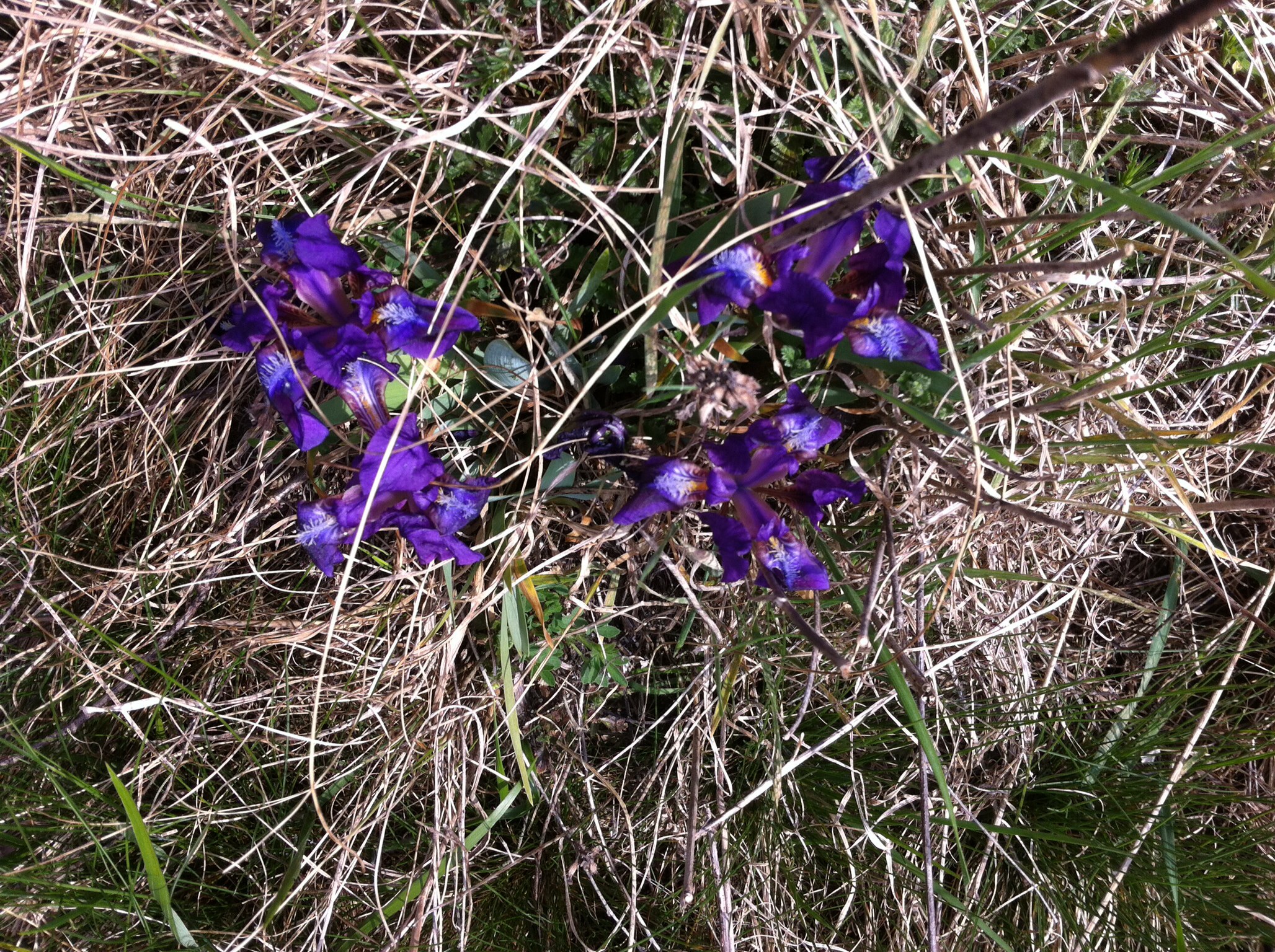 Wilde Iris