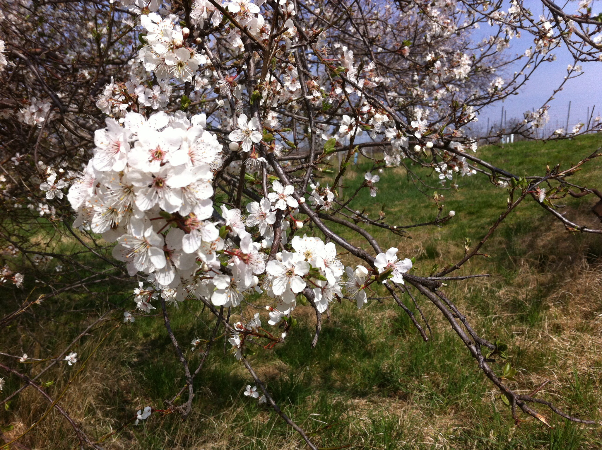 Kirschblüten