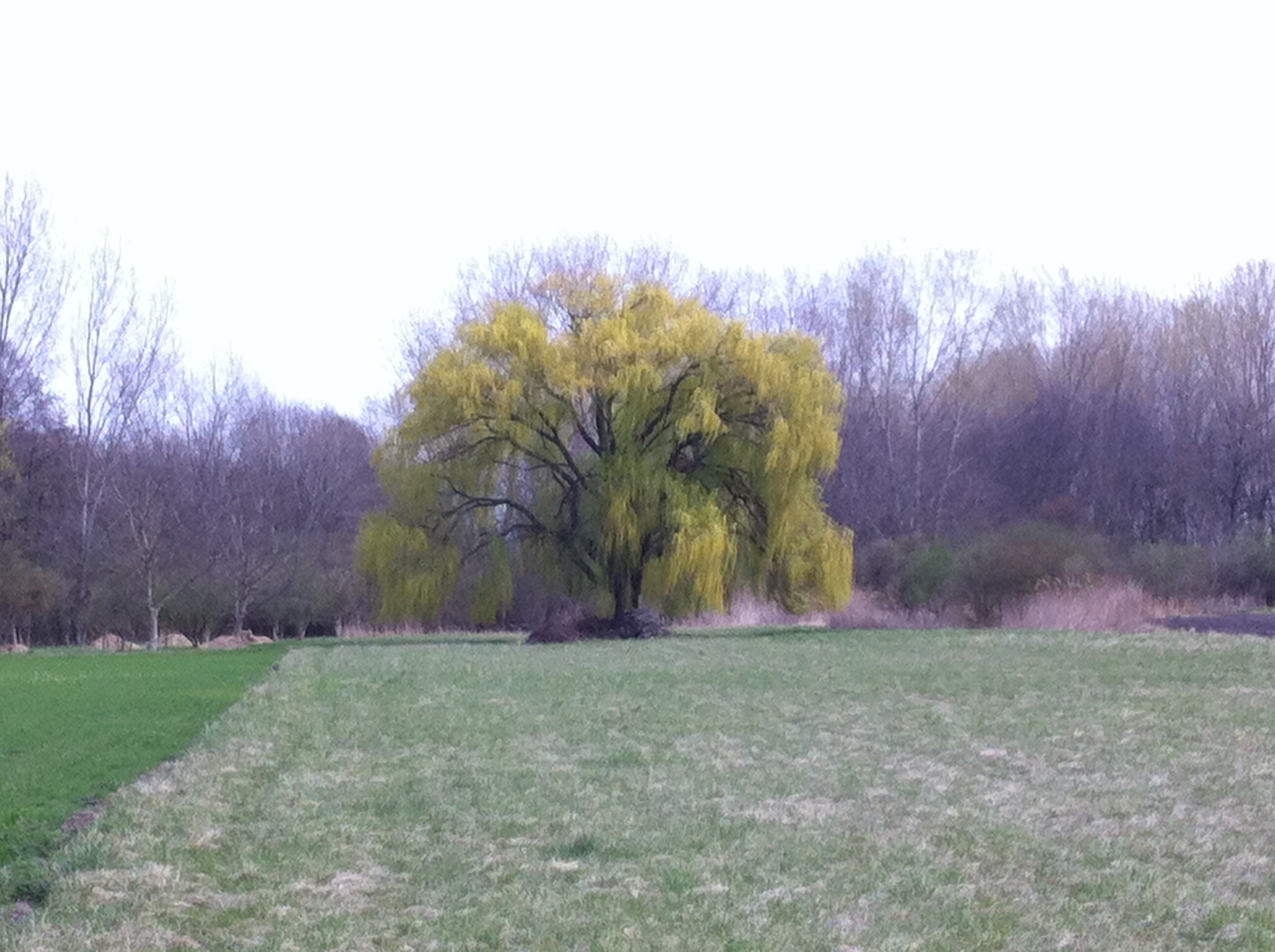Hanging Tree