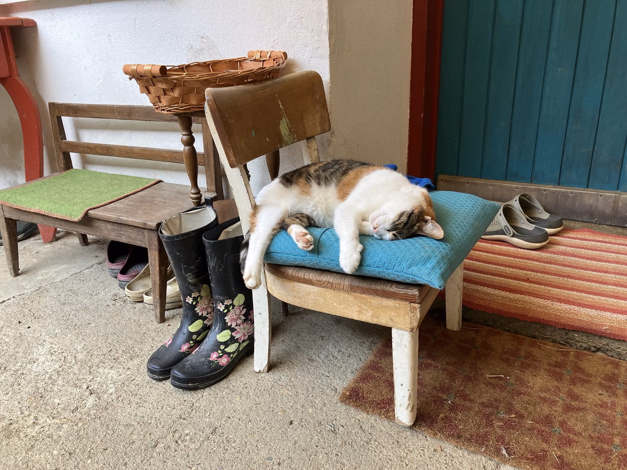 Katze