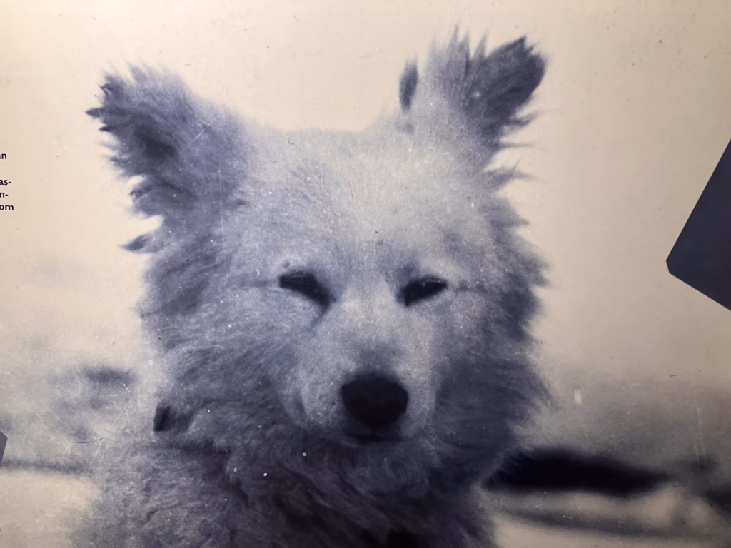 Fram Museum Oslo Hund