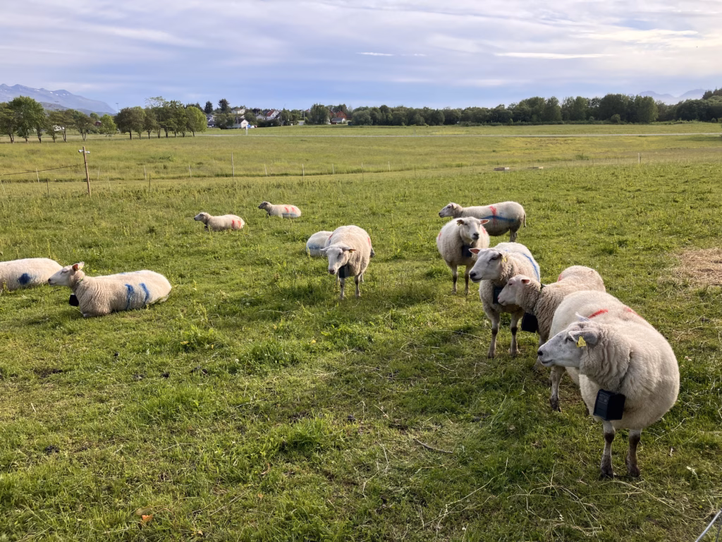 Wooly friends Norwegen