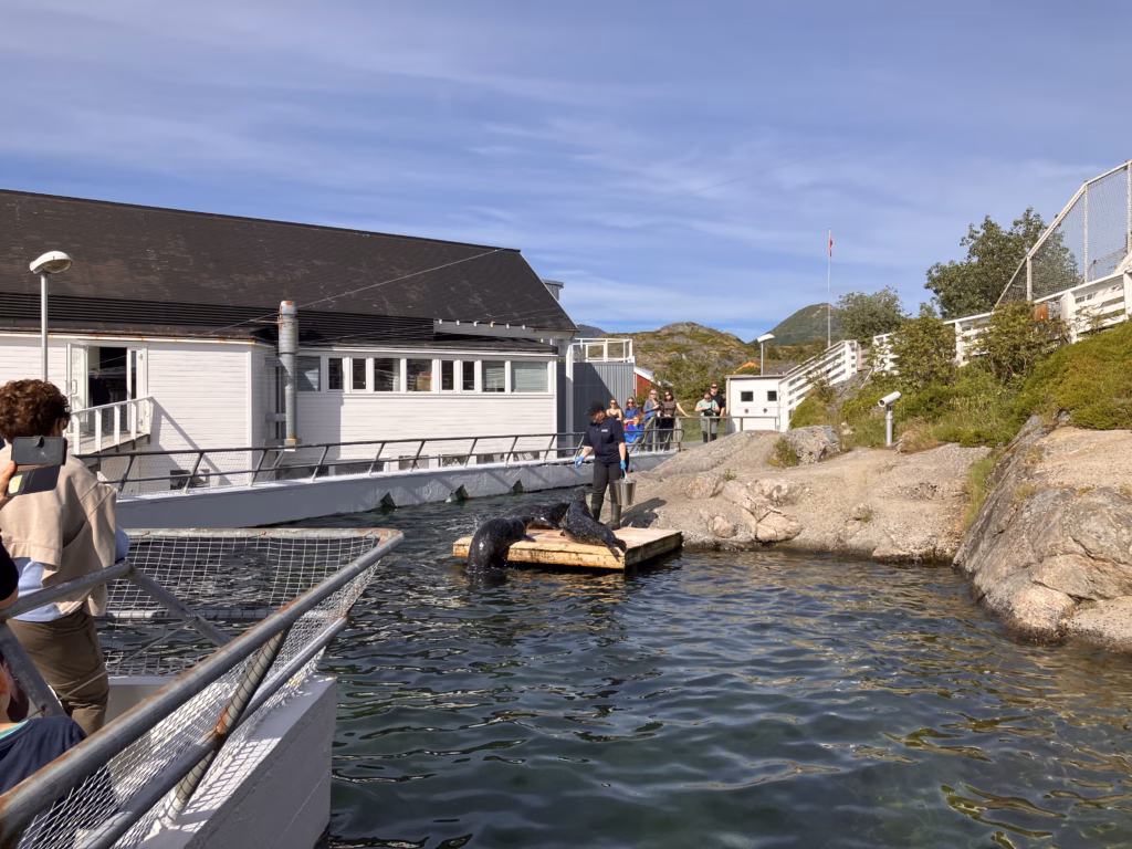 Seerobbenfütterung Skrei Lofoten Norwegen