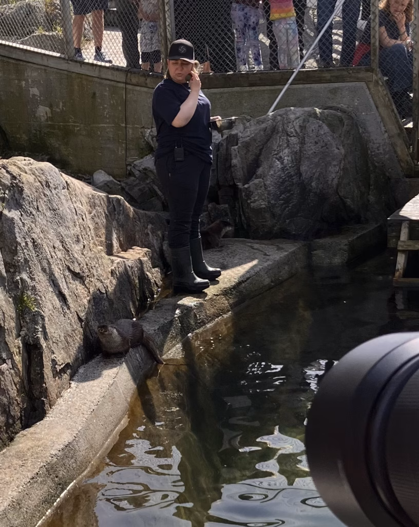 Otterfütterung Skrei Lofoten Norwegen