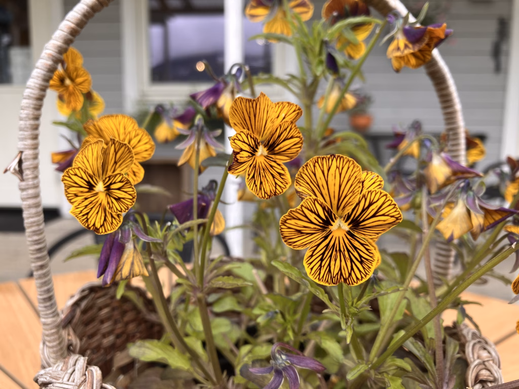 Blumen