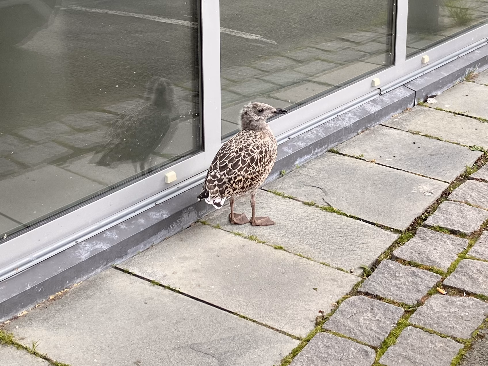 Möwenbaby Tromsö Norwegen