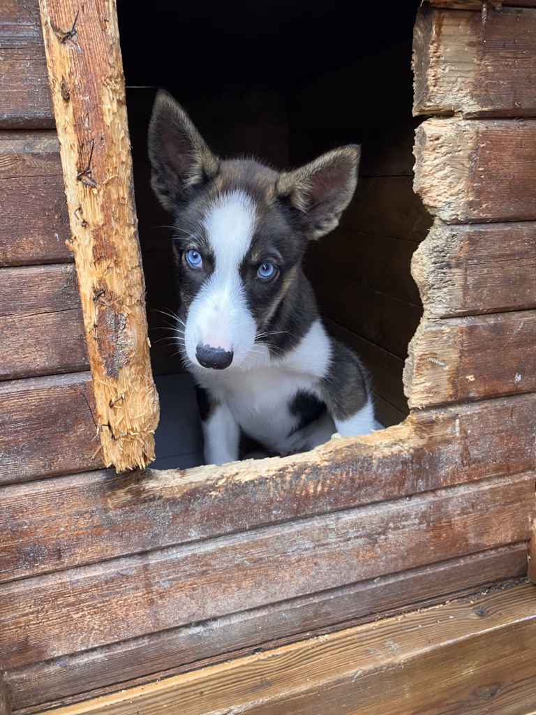Holmen Husky Lodge Alta Norwegen