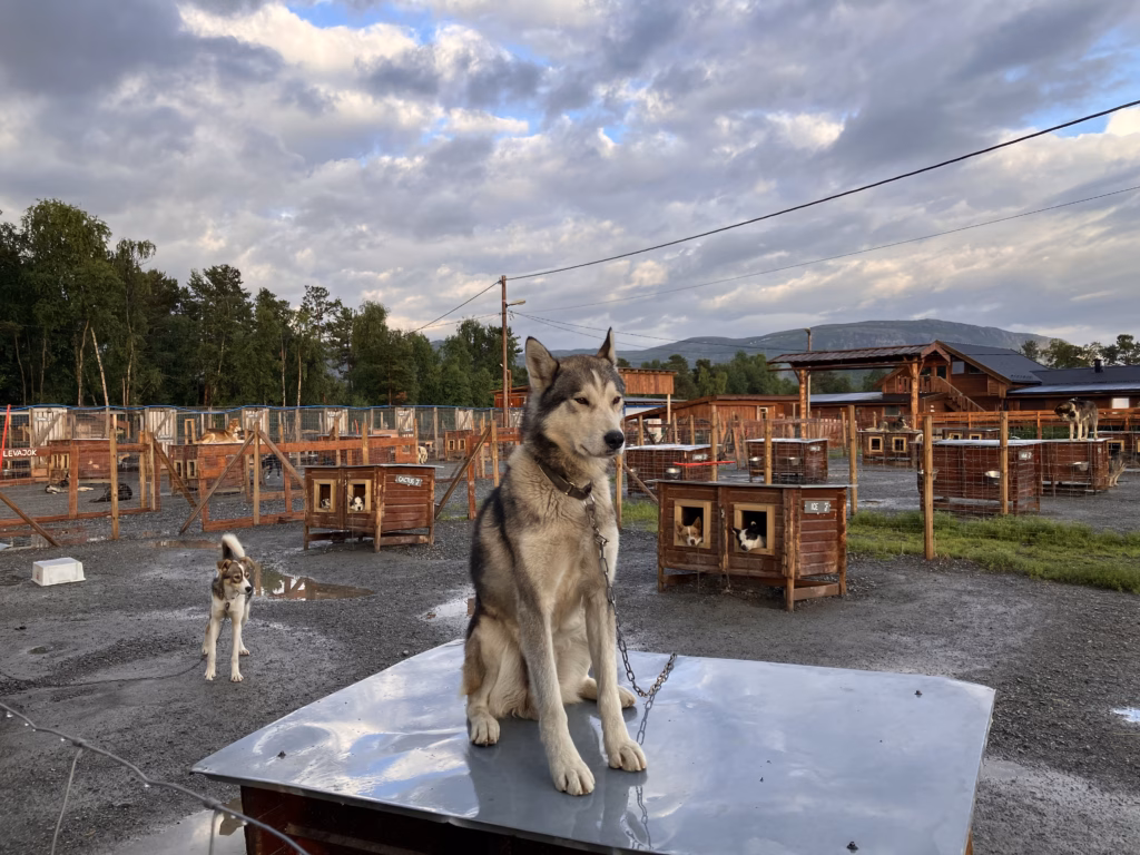 Holmen Husky Lodge Alta Norwegen