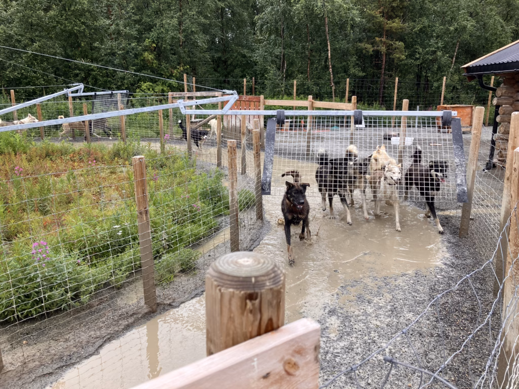 Holmen Husky Lodge Alta Norwegen