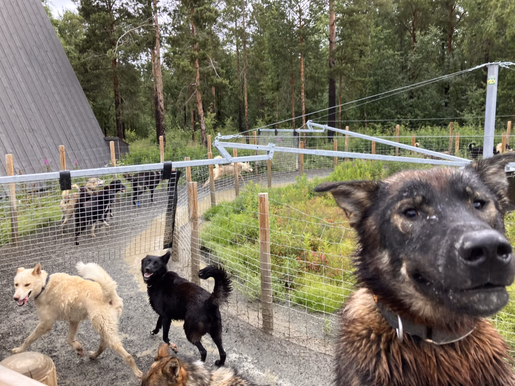 Holmen Husky Lodge Alta Norwegen
