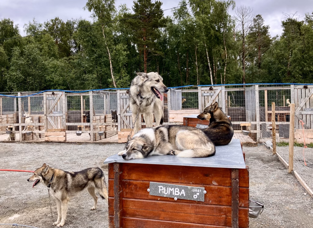 Holmen Husky Lodge Alta Norwegen