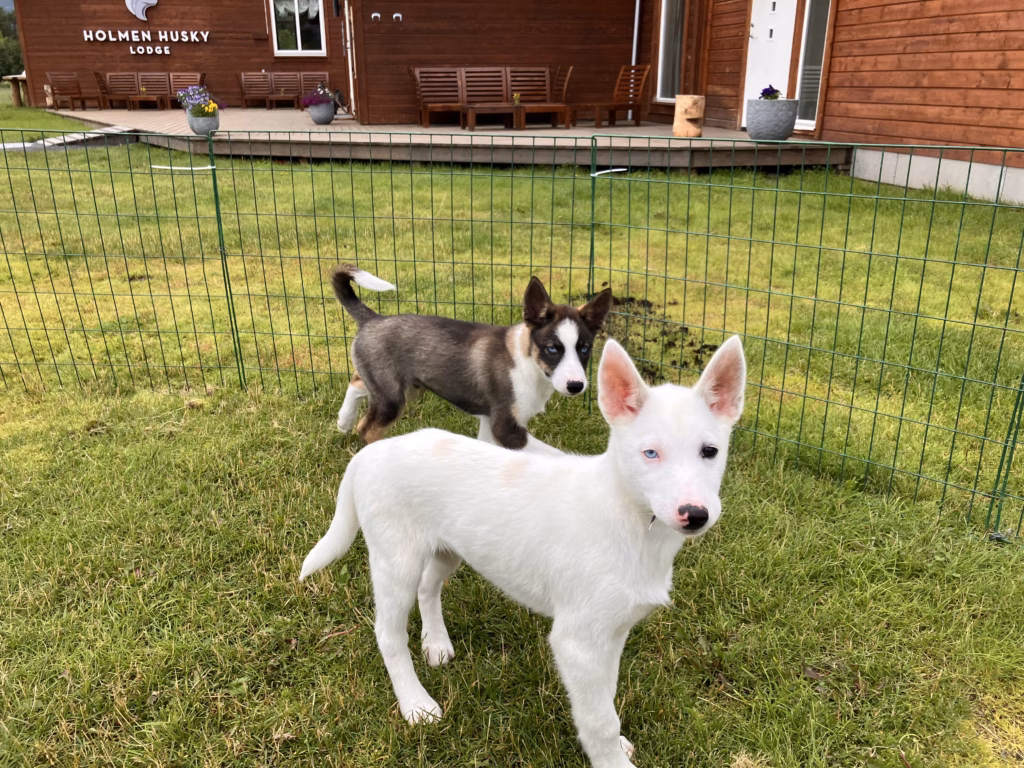 Holmen Husky Lodge Alta Norwegen