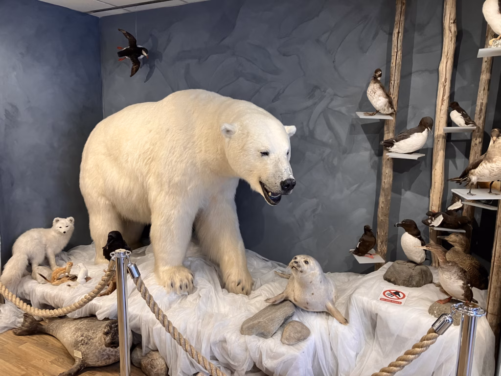 Eisbärclub Hammerfest Norwegen